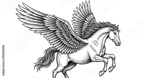 Majestic black and white pegasus line drawing