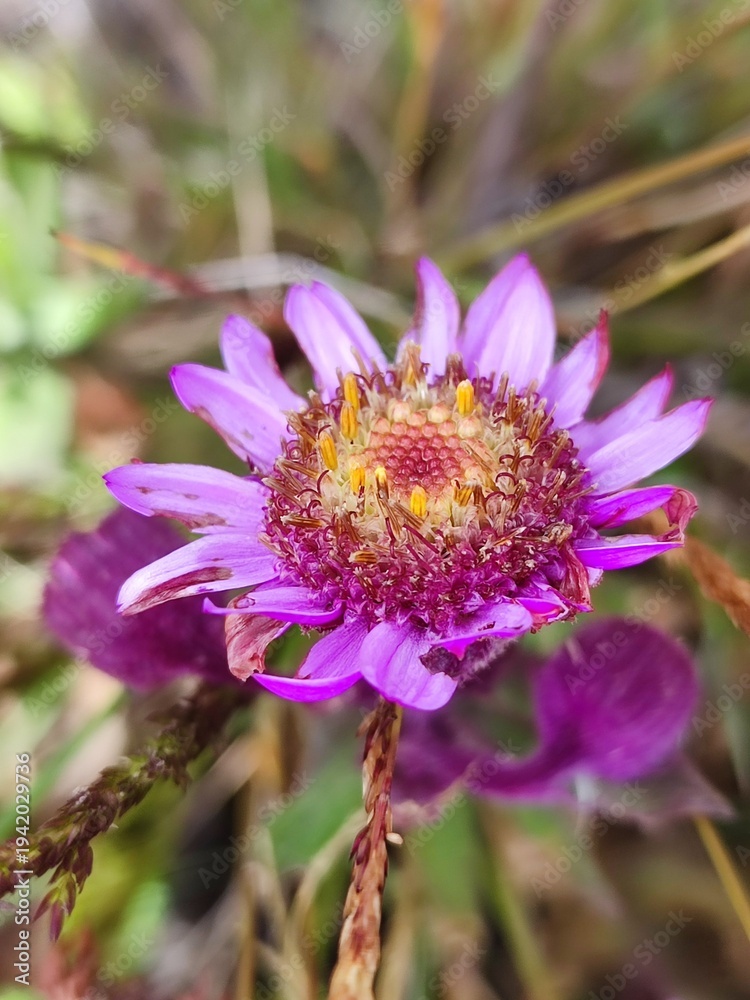 Fototapeta premium a wildflower