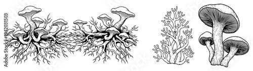 Set of detailed mushroom sketches with intricate root systems in botanical line art style
