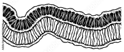 Scientific hand drawn illustration of a cell membrane cross section
