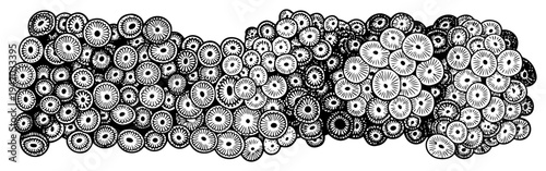 Wide panoramic texture of clustered organic cell structures or coral patterns