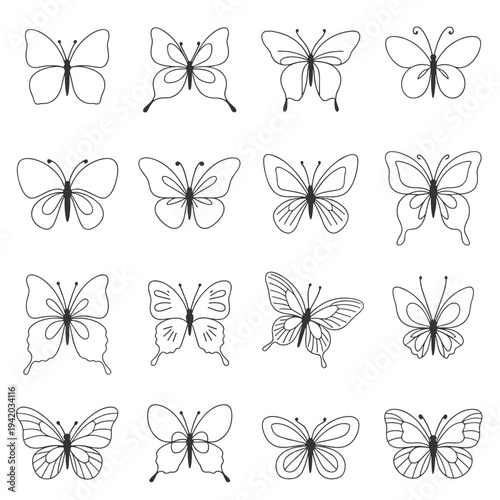 Set of Hand-Drawn Butterfly Illustrations insect wing