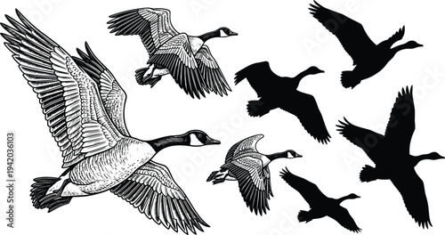 Canada goose flying in the sky set collection cad drawing flat vector illustration for migratory nature wildlife and outdoor design.
