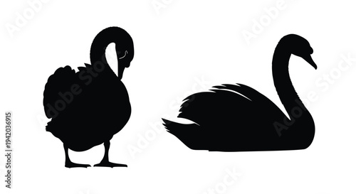 Two elegant swans are depicted in a striking black silhouette