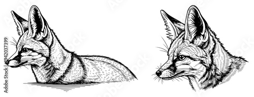 Set of wild fox sketches in vintage hand drawn engraving style