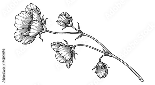 Vector illustration of a single stem with flowers and buds