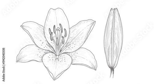 Set of 2 lily flower illustrations vector