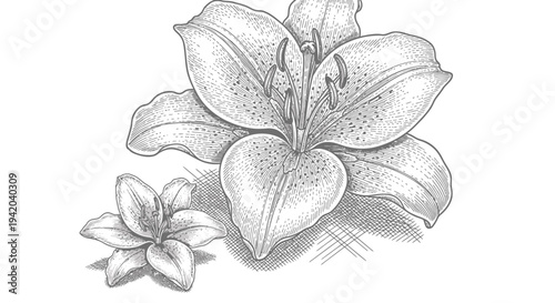 Vector illustration of orchid flowers, leaves, and buds