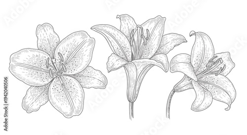 Set of 3 lily flowers vector illustration