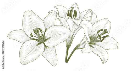 Vector illustration of 3 white lilies flowers