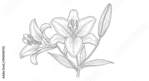 Vector lily flower illustration, line drawing