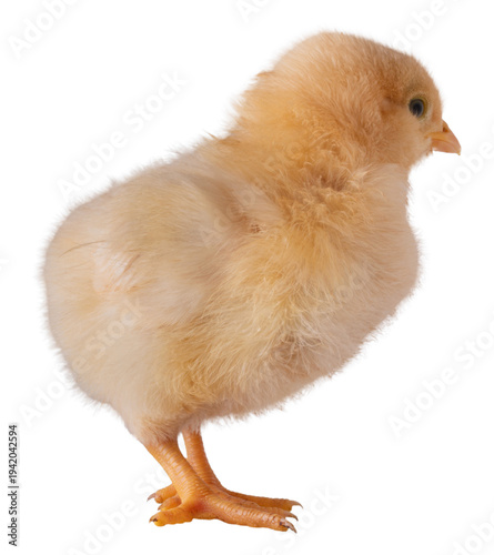 Buff orpington chicken chick turning slightly away from the camera