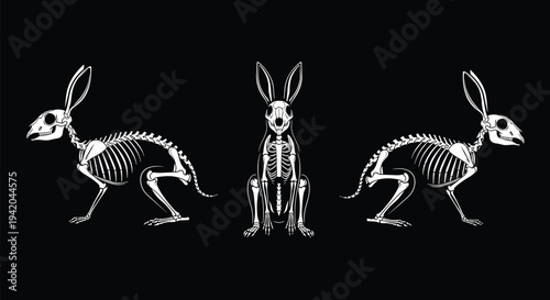 Rabbit Skeleton Vector Illustration, Spooky Bunny Bone Anatomy, Halloween Hare Silhouette, Gothic Wildlife Graphic, X-ray Style Animal Art, Rabbit, Bones, Macabre