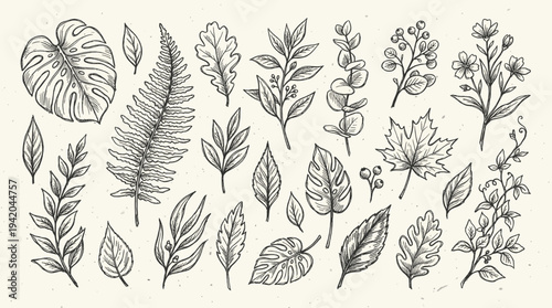 Handdrawn Botanical Elements Collection Botanical Sketch Style and Botanical Elements