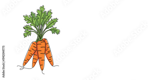 Group of fresh orange carrots with vibrant green tops is depicted in a simple and clean continuous line art style.
