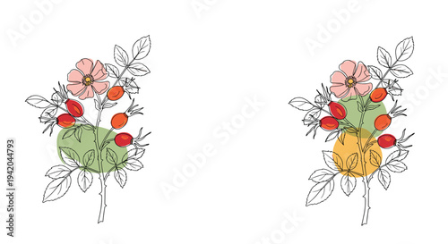 Botanical illustration of wild rose branches with delicate pink flowers and red hips in a modern line art style.