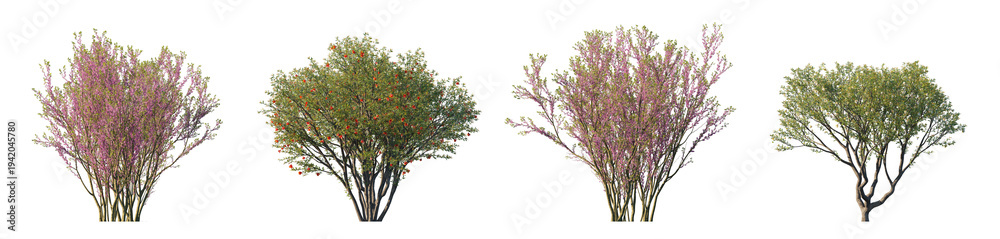 Fototapeta premium Cercis chinensis and punica granatum flowering trees (chinese redbud, pomegranate) isolated PNG on a transparent background premium nature cutout