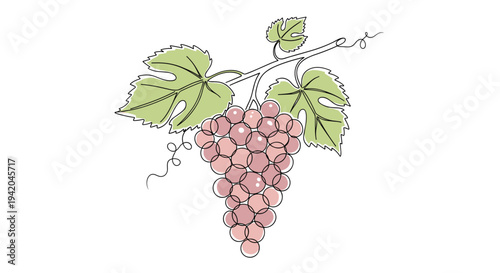 Large bunch of red grapes hanging from a vine with green leaves in a simple and clean continuous line drawing style for wine and fruit concepts.