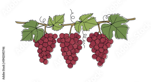 Three clusters of ripe red grapes hanging from a common vine with large green leaves in a minimalist line art style suitable for vineyard themes.