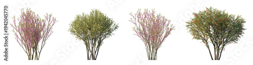 Cercis chinensis and punica granatum flowering trees (chinese redbud, pomegranate) isolated PNG on a transparent background premium nature cutout