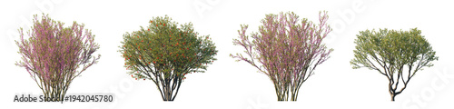 Cercis chinensis and punica granatum flowering trees (chinese redbud, pomegranate) isolated PNG on a transparent background premium nature cutout