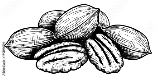 Hand drawn engraving style sketch of pecan nuts in shells and shelled kernels