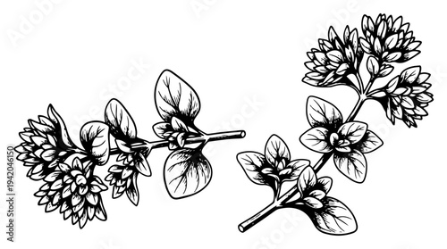 Hand drawn sketch of marjoram herb sprigs with leaves and blooming flowers