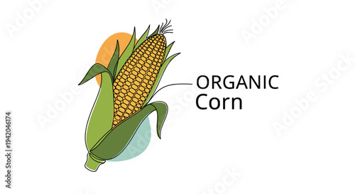 Whole corn on the cob with green husks labeled as organic corn shown in a detailed continuous line drawing style on a white background.