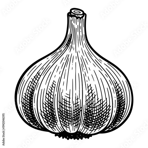 Detailed vintage engraving of a whole fresh garlic bulb
