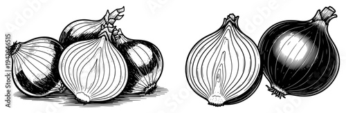 Hand drawn engraving style sketch of whole and sliced onions