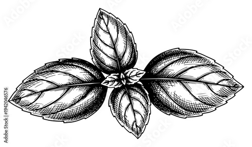 Hand drawn botanical sketch of fresh basil leaves in engraving style