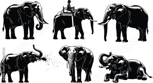 Set of detailed elephant vector illustrations isolated on white background, African animal sketches for safari logos and wildlife graphic elements.