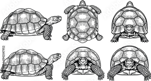 Set of detailed tortoise and turtle illustrations isolated on white background, reptile vector sketches for wildlife logos, nature graphic elements.