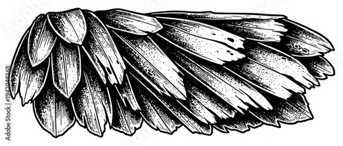 Detailed bird wing plumage with layered feathers in a hand drawn vintage etching style
