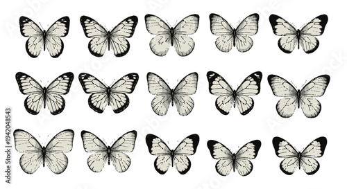 Set of 12 black and white butterflies vector icons