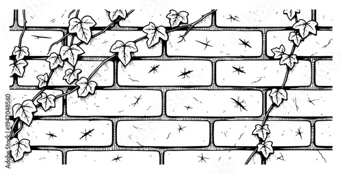 Brick wall with climbing ivy vines and leaves in a clean engraving style