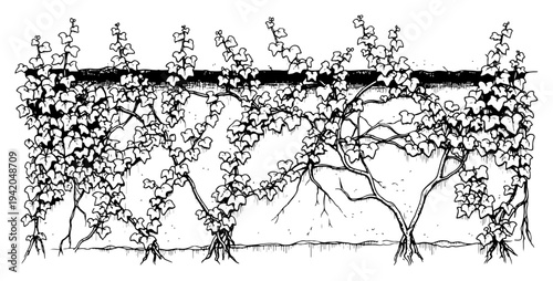 Detailed grapevines climbing on a wooden fence in a hand drawn botanical style