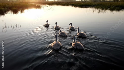Swans swimming gracefully across a tranquil lake at sunset, serene nature scene.