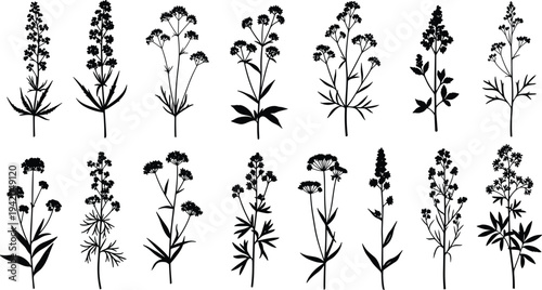 Set of wild herb silhouette vector illustrations with cad drawing flat vector illustration, featuring meadow plants, field flowers, and foliage.