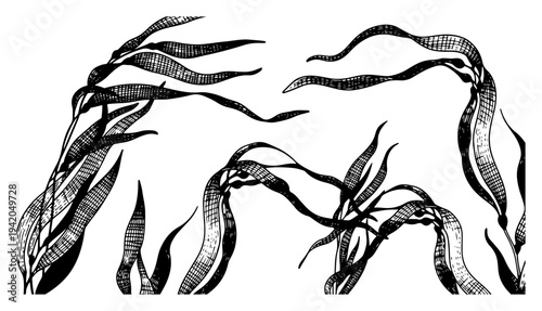 Detailed hand drawn floating seaweed and kelp leaves illustration