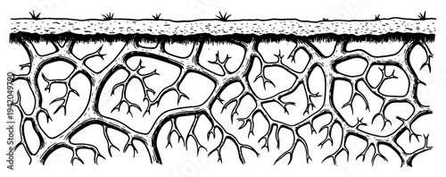Intricate underground root system in soil cross section