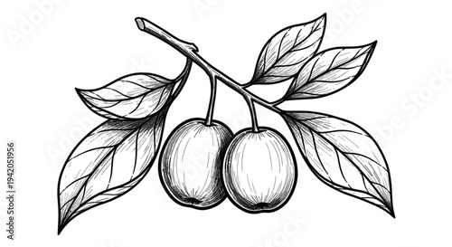 Vector illustration of two olives on a branch with leaves