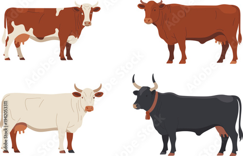 Farm cow collection vector illustration set, different cattle breeds standing isolated, dairy livestock animal icons for agriculture farming design