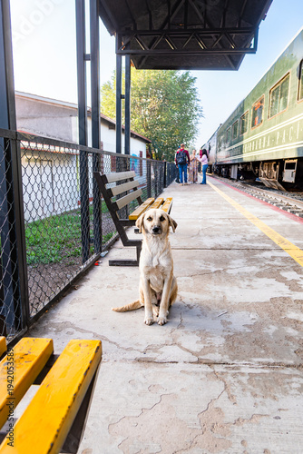 Valokuva DOG AT CREEL CHEPE TRAIN STATION