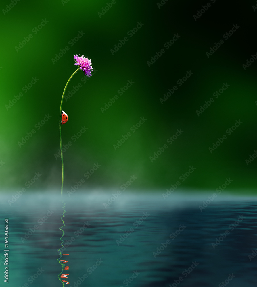 Obraz premium Ladybug climbing a slender stem with a pink flower above calm water, green background and soft reflection below