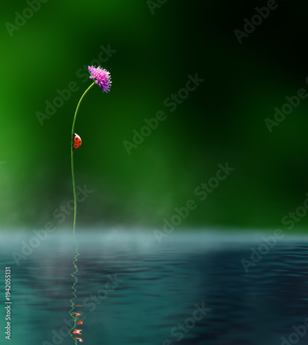 Ladybug climbing a slender stem with a pink flower above calm water, green background and soft reflection below