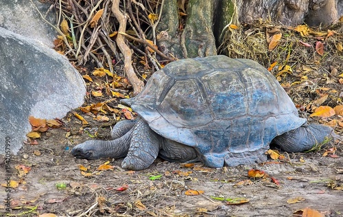 The Seychelles are home to one of the world's largest populations of giant land tortoises, the Aldabra Giant Tortoise (Aldabrachelys gigantea)