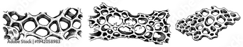 Detailed hand drawn illustration of porous bone tissue or organic sponge structures