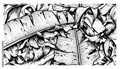 Hand drawn illustration of large tropical banana leaves with intricate textures