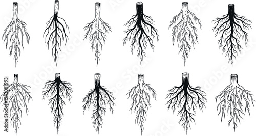 Variations of human lung anatomy isolated on transparent background